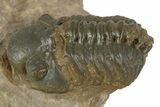 Detailed Reedops Trilobite - Atchana, Morocco #345144-2